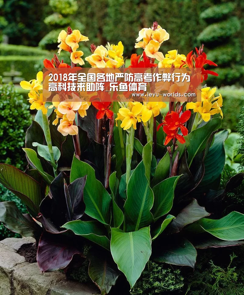 乐鱼VIP注册app下载